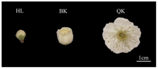 Integrative transcriptomic and metabolomic analyses reveal the phenylpropanoid and flavonoid biosynthesis of Prunus mume.