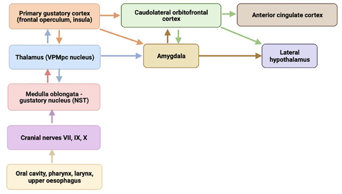 The Association Between Neurocognitive Disorders and Gustatory Dysfunction: A Systematic Review and Meta-Analysis.