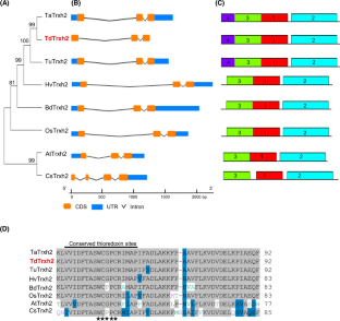 The thioredoxin h-type TdTrxh2 protein of durum wheat confers abiotic stress tolerance of the transformant Arabidopsis plants through its protective role and the regulation of redox homoeostasis.