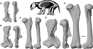 Inferring the palaeobiology of palorchestid marsupials through analysis of mammalian humeral and femoral shape