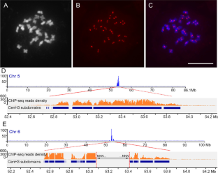 Characterization of centromeric DNA of Gossypium anomalum reveals sequence-independent enrichment dynamics of centromeric repeats.