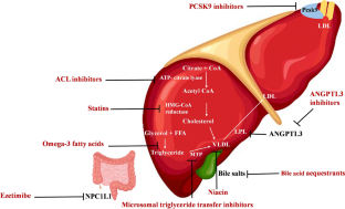 Lipid-lowering drugs and cancer: an updated perspective.