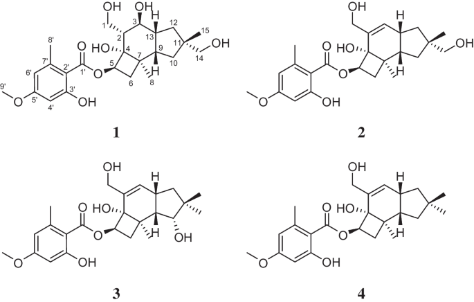 5′-O-methyl-14-hydroxyarmillane, a new armillane-type sesquiterpene from cultures of Guyanagaster necrorhiza