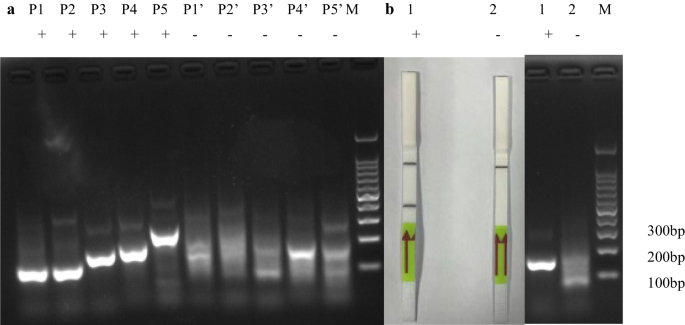 Establishment and application of the Recombinase-Aided Amplification-Lateral Flow Dipstick detection method for Pantoea ananatis on rice