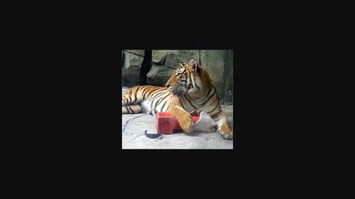 Effects of a modern exhibit design on captive tiger welfare.