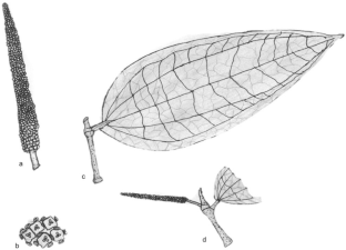 Plant conservation in the Mesoamerican biodiversity hotspot: a case study on the Piper genus in Veracruz (Mexico)