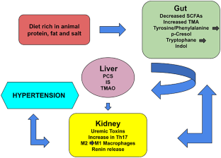 Gut Microbiota and Its Role in the Brain-Gut-Kidney Axis in Hypertension.