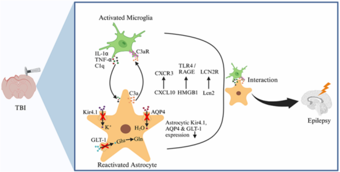 Research Progress on the Immune-Inflammatory Mechanisms of Posttraumatic Epilepsy.