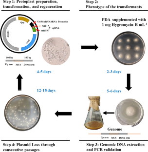 Establishing a one-step marker-free CRISPR/Cas9 system for industrial Aspergillus niger using counter-selectable marker Ang-ace2.