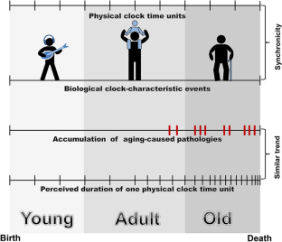 Biologia Futura: does the aging process contribute to the relativity of time?