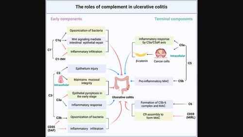 Revisiting the relationship between complement and ulcerative colitis