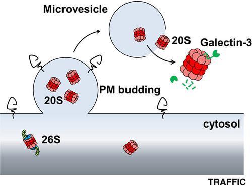 Extracellular 20S proteasome secreted via microvesicles can degrade poorly folded proteins and inhibit Galectin‐3 agglutination activity