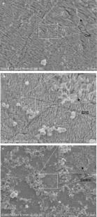 Strategies for anti-oxidative stress and anti-acid stress in bioleaching of LiCoO<sub>2</sub> using an acidophilic microbial consortium.