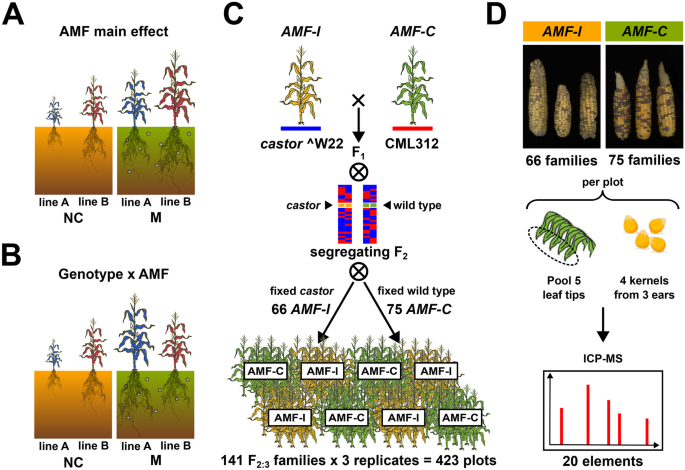 Mycorrhizal status and host genotype interact to shape plant nutrition in field grown maize (Zea mays ssp. mays).