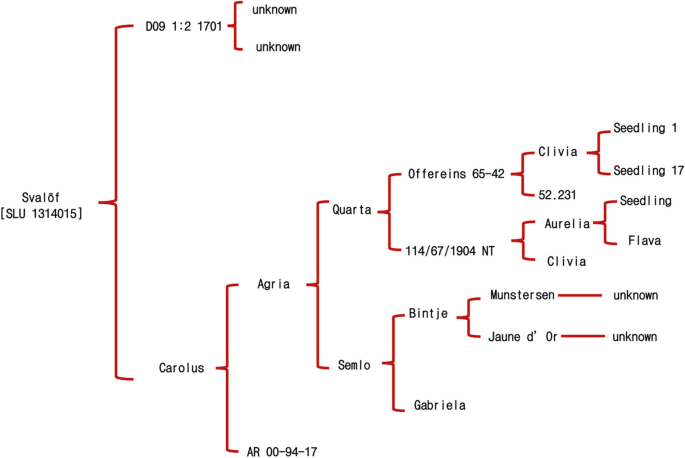 Svalöf: a High Yielding Potato with Resistance to Late Blight in Nordic Latitudes