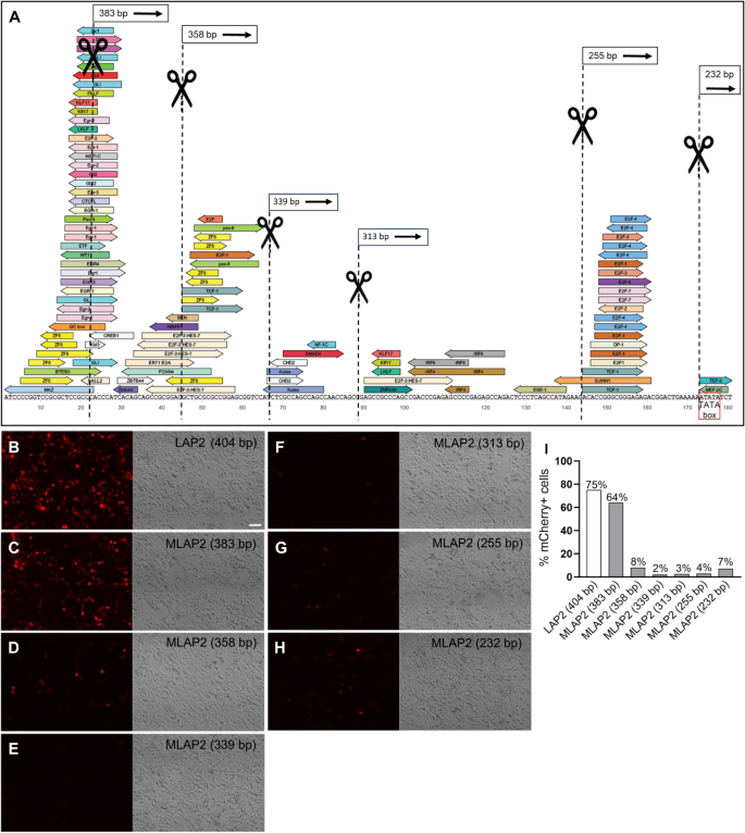 Engineered compact pan-neuronal promoter from Alphaherpesvirus LAP2 enhances target gene expression in the mouse brain and reduces tropism in the liver