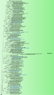 Profile of Bionectriaceae, Calcarisporiaceae, Hypocreaceae, Nectriaceae, Tilachlidiaceae, Ijuhyaceae fam. nov., Stromatonectriaceae fam. nov. and Xanthonectriaceae fam. nov