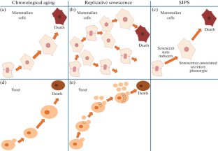 Signs of Similarities and Differences in Cellular Models of Aging: A Scoping Review