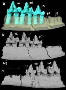 New interpretation of dentition in Early Cretaceous docodontan Sibirotherium based on micro-computed tomography