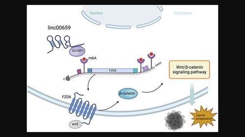 Long non-coding RNA linc00659 promotes tumour progression by regulating FZD6/Wnt/β-catenin signalling pathway in colorectal cancer via m6A reader IGF2BP1