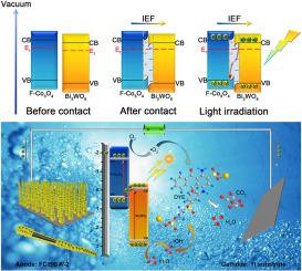 Unveiling an S-scheme F–Co3O4@Bi2WO6 heterojunction for robust water purification