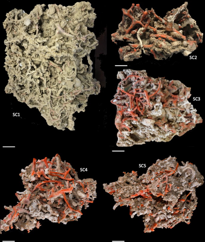 The paleo-community of the Sciacca red coral