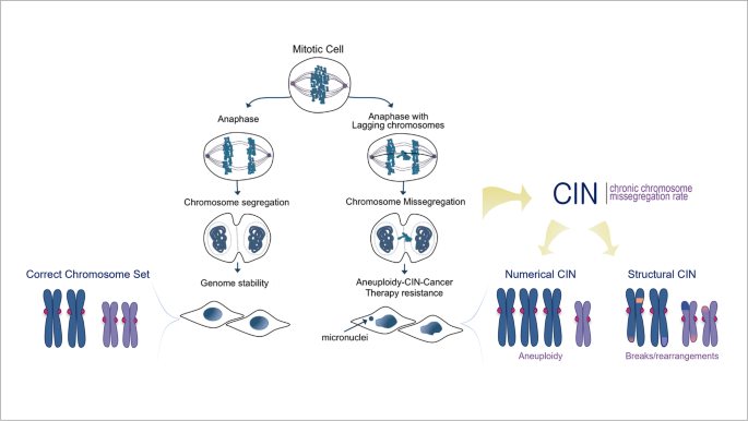 Mechanisms of chromosomal instability (CIN) tolerance in aggressive tumors: surviving the genomic chaos.