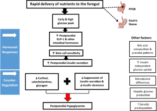 Medical Nutrition Therapy and Other Approaches to Management of Post-bariatric Hypoglycemia: A Team-Based Approach.