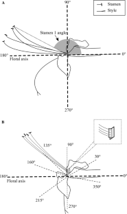 Pollination inaccuracy: estimating male fitness in the movement-assisted dichogamous species Clerodendrum infortunatum