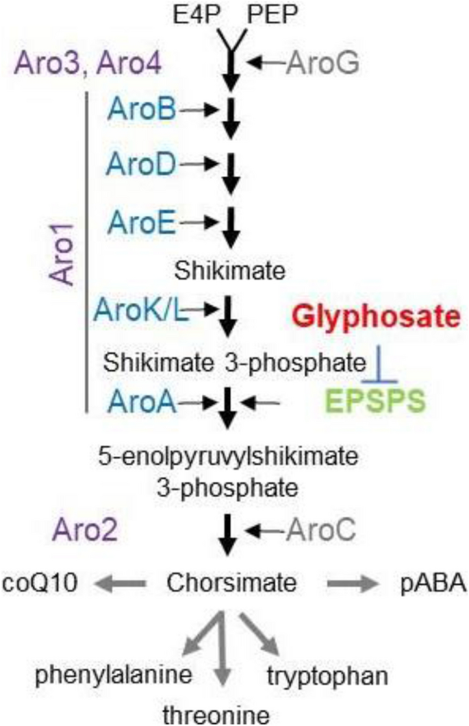 Yeast of Eden: microbial resistance to glyphosate from a yeast perspective.