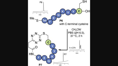 Rapid, traceless and facile peptide cyclization enabled by tetrazine-thiol exchange