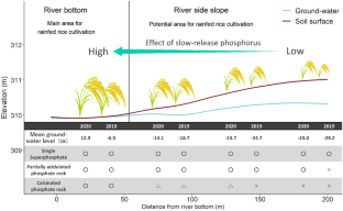 Effect of Slow-Release Phosphorus Components in Calcined and Acidulated Phosphate Rock Significantly Correlated with Ground-Water Levels in Lowland Rice Cultivation in Centre West Burkina Faso