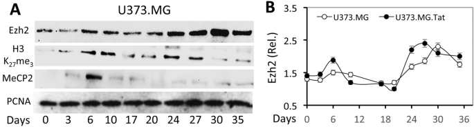 Correction: Tat expression led to increased histone 3 tri-methylation at lysine 27 and contributed to HIV latency in astrocytes through regulation of MeCP2 and Ezh2 expression.