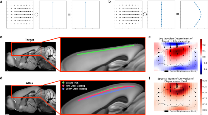 Preserving Derivative Information while Transforming Neuronal Curves.