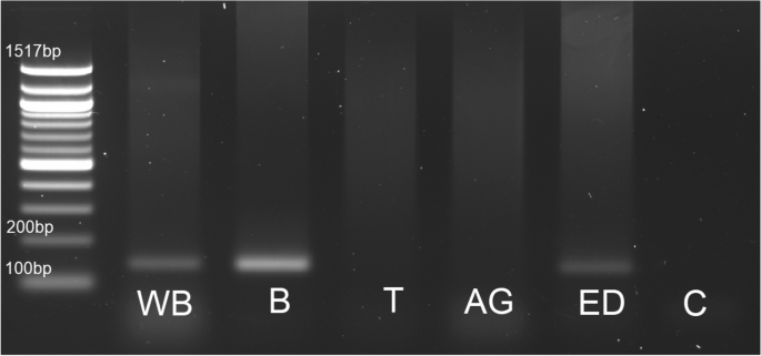 Correction to: Short neuropeptide F signaling regulates functioning of male reproductive system in Tenebrio molitor beetle.