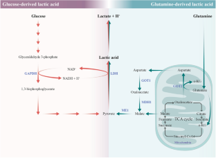 Tumor lactic acid: a potential target for cancer therapy