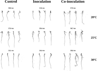 How did the coinoculation of Bradyrhizobium and Azospirillum become indispensable for soybean production in Brazil?