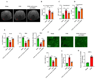 Circ-AGTPBP1 promotes white matter injury through miR-140-3p/Pcdh17 axis role of Circ-AGTPBP1 in white matter injury.