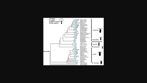 Opsin diversity and evolution in the Elateroidea superfamily: Insights from transcriptome data