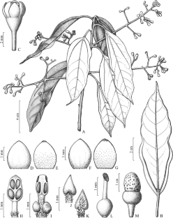 Aiouea albopunctata (Lauraceae), a new species from eastern Brazil