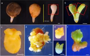 Establishment of a qualified ex vitro-acclimatized whole plant reproduction system using secondary somatic embryos in Panax ginseng