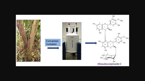 Structure elucidation of olasubscorpioside C, a new rotameric biflavonoid glycoside from the stem barks of Olax subscorpioidea (Oliv)