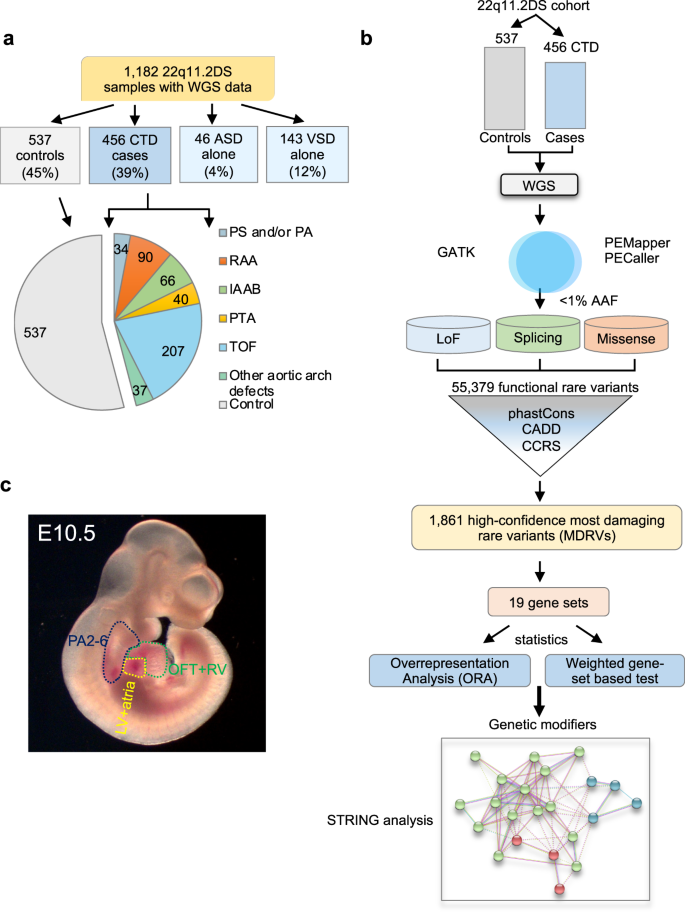 Chromatin regulators in the TBX1 network confer risk for conotruncal heart defects in 22q11.2DS.