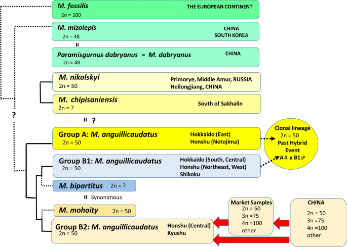 Correction: Meiosis and gametogenesis in hybrid, polyploid, and clonal fishes: case studies in the dojo loach Misgurnus anguillicaudatus