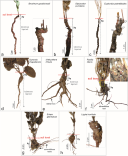 Belowground organs and bud bank: Insights on morphoanatomical functional traits related to fire