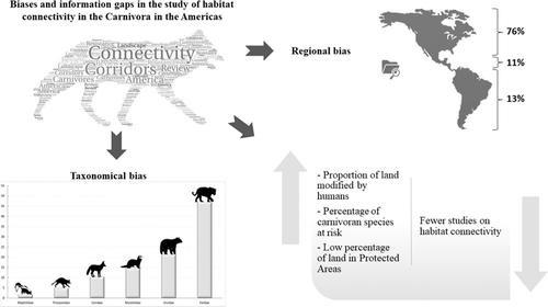 Biases and information gaps in the study of habitat connectivity in the Carnivora in the Americas