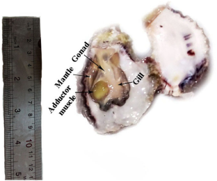 The annual gametogenic cycle of the rock oyster, Saccostrea cucullata, from the Persian Gulf