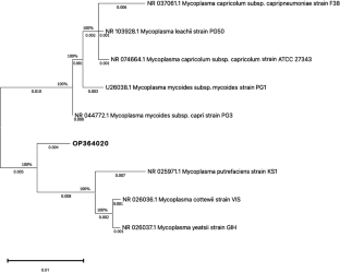 Identification of cell culture contamination by an unusual species of <i>Mycoplasma</i> related to the <i>M. mycoides</i> cluster.