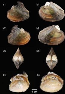 Molecular phylogeny and comparative morphology reveal the species validity and systematic position of Lepidodesma (Bivalvia: Unionidae)