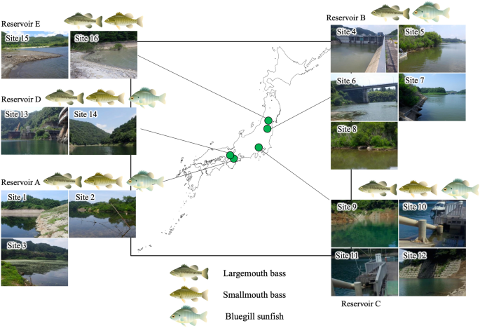 Correction to: Development of environmental DNA chip for monitoring the invasive alien fishes in dam reservoirs